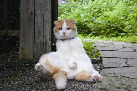 養老孟司先生の事務所を牛耳る スコ座り猫 まる のdvd Tower Records Online